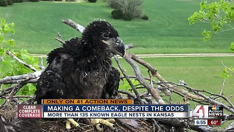 Kansas hits major bald eagle milestone