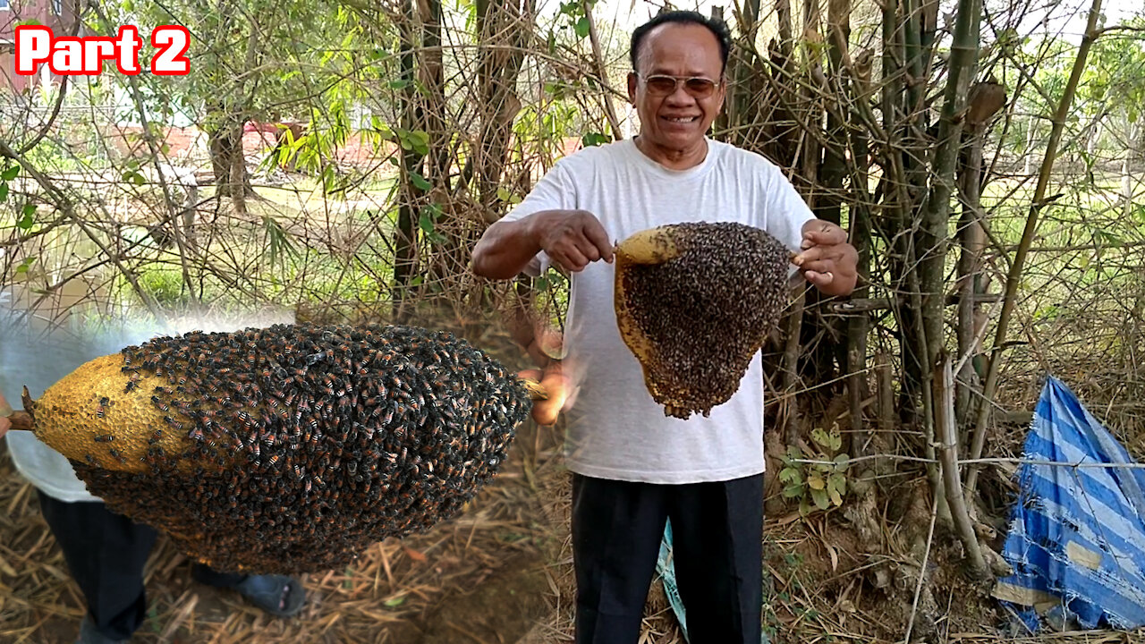 Bees Catching | What To Do After Catching A Swarm Of Bees Part 2