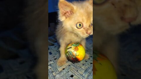 Cute Cats🐈‍⬛😘🥰#cats#cutecat#cutecatshorts#pets#cutepets#funnycats#viral#tiktok#viralvideo#funnycats