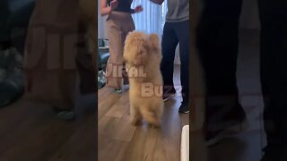 Dancing dog #shorts #funnydogs #funnydogvideos #funnyanimals