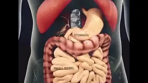 Digestive process