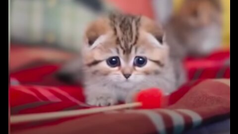 Cute Baby Cats - Funny and Cute Cat Videos Compilation