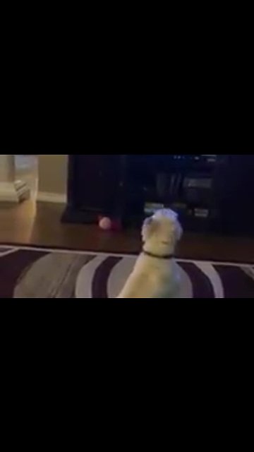 Trio Of Dogs Howls During A Classic Canine Movie