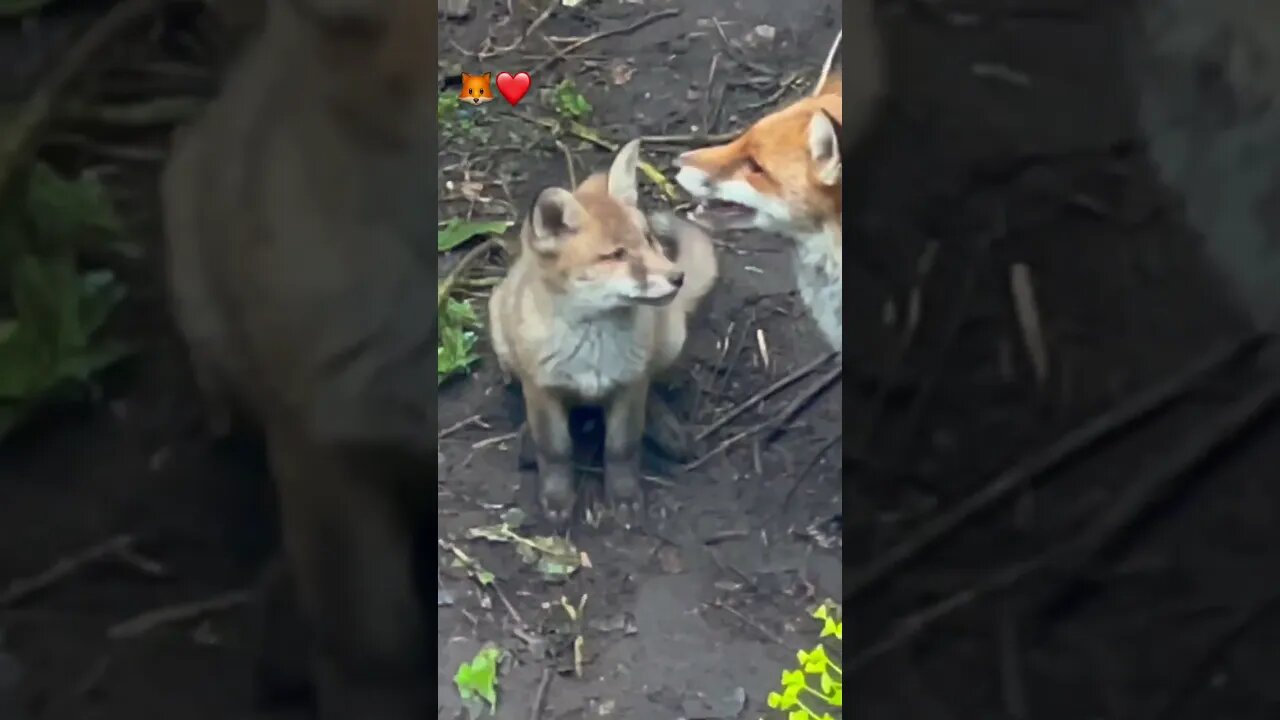 look at these two ❤️🤩#foxes #foxesofinstagram #naturelovers #brownnoise