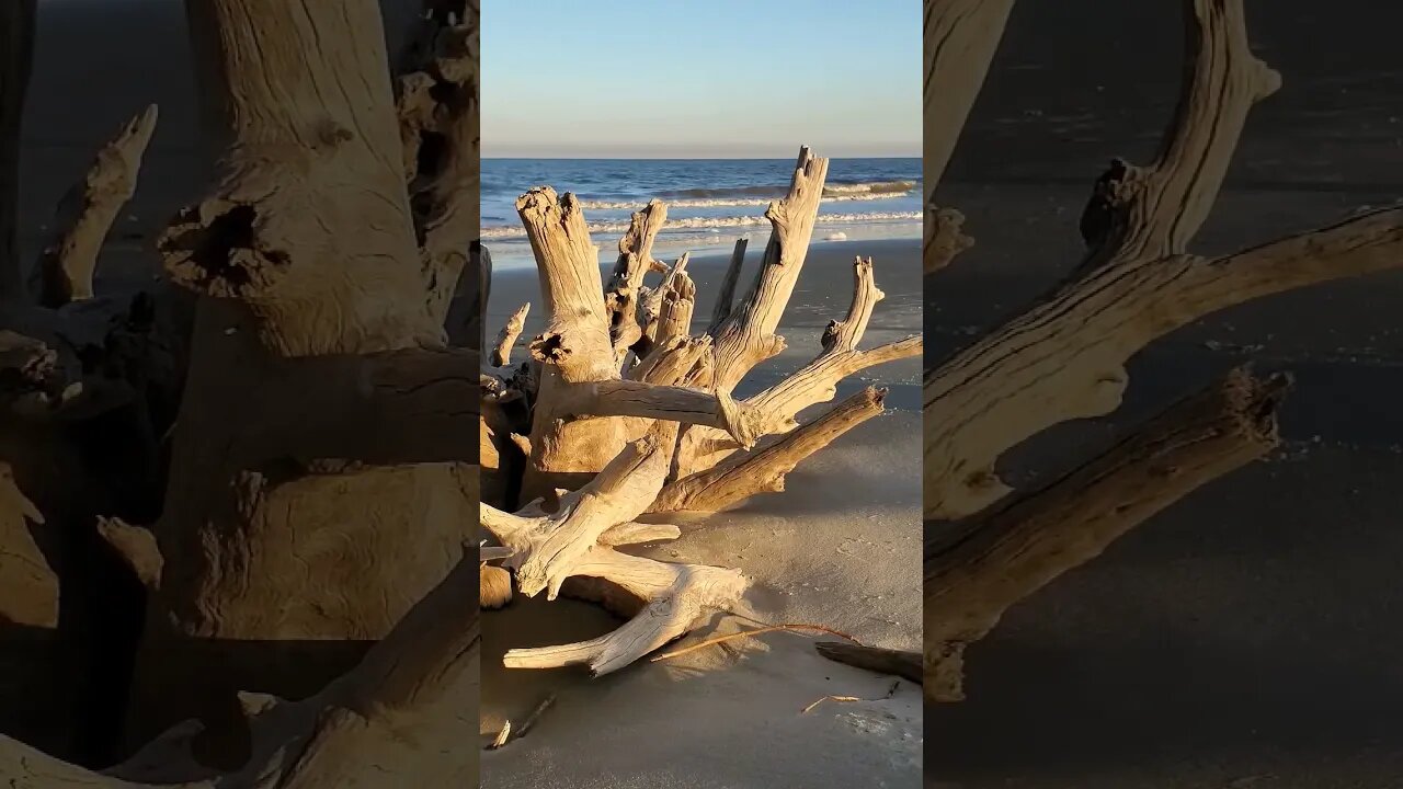 #Driftwood #Beach 🌊 in the #goldenhour 🌅 05 #shorts