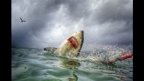 Great White Shark Warns Irresponsible Scuba Diver