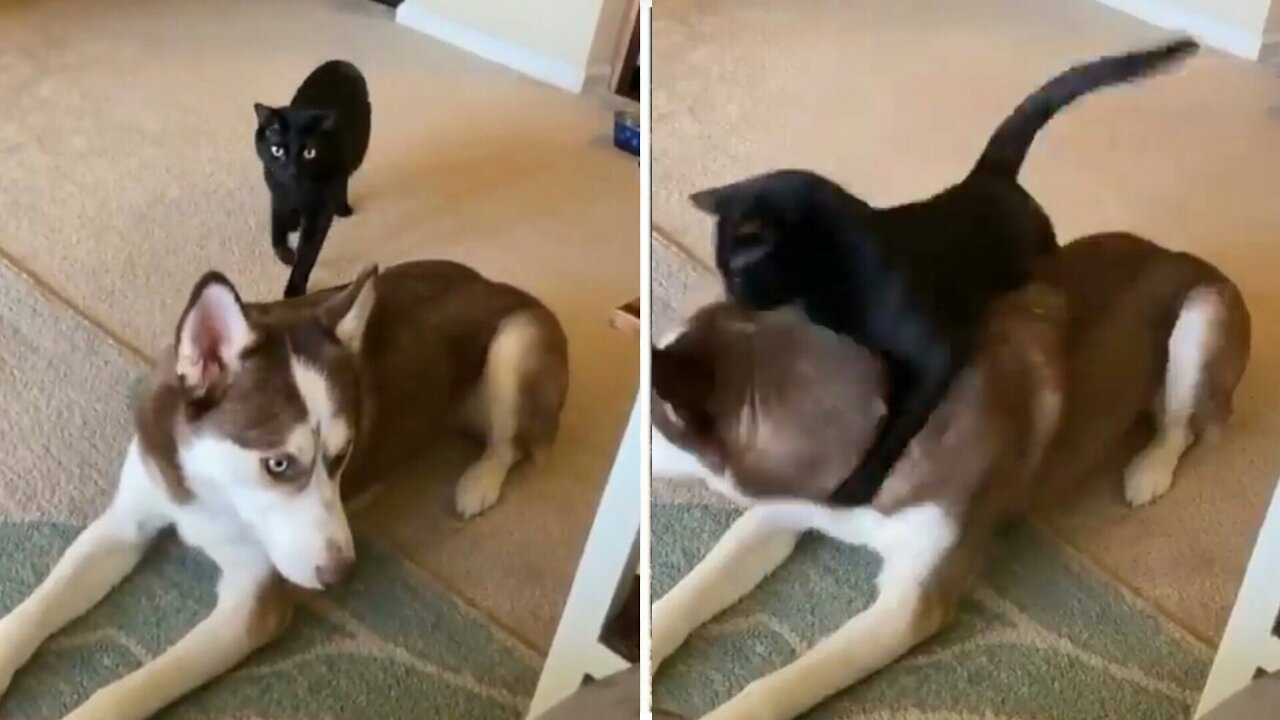 dog disturbing cat