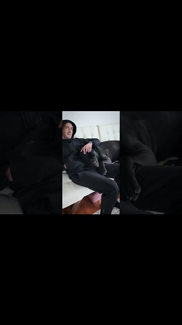 How BIG Is This Head 2 #shorts #funnydog #funny #dog