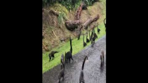 Coati animal, very curious creatures | coati pet