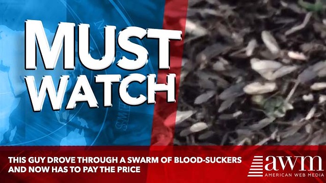 This guy drove through a swarm of blood-suckers and now has to pay the price