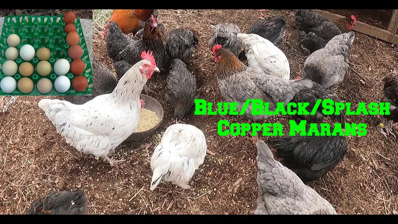 THE Blue/Black/Splash Copper MARANS Flock in the Front Yard (Part 3)