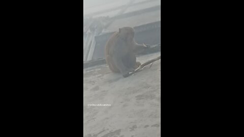 monkey🐒🐒 #funny #comedy#viral #trending #