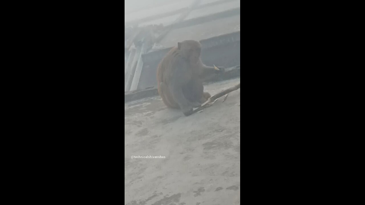 monkey🐒🐒 #funny #comedy#viral #trending #