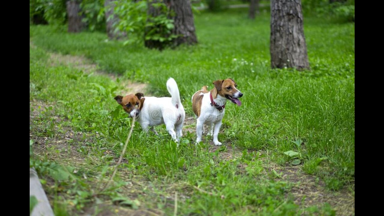Dogs Kind Playing.