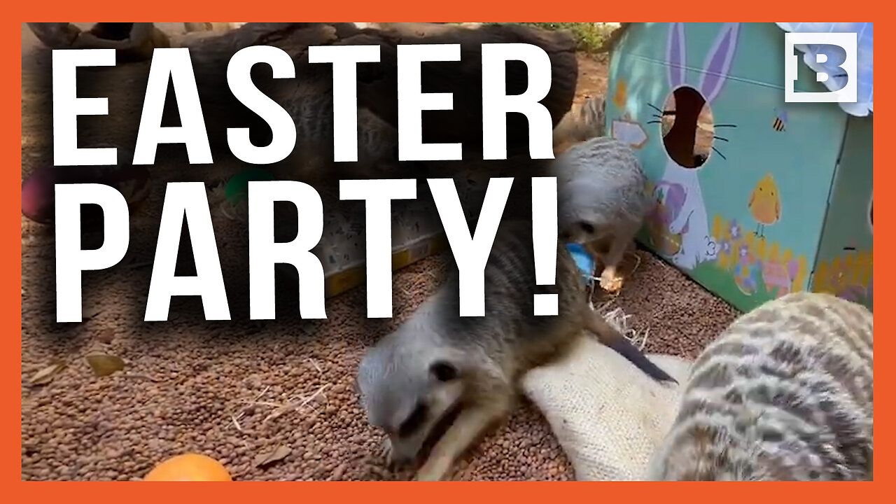 Easter Party! Zoo Animals in Australia Celebrate Holiday