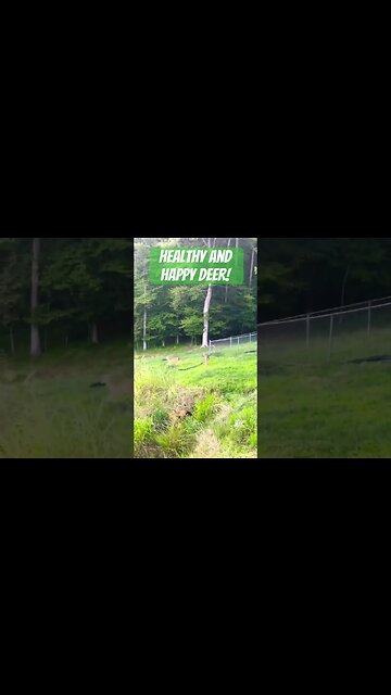 Oh deer, you are my joy!