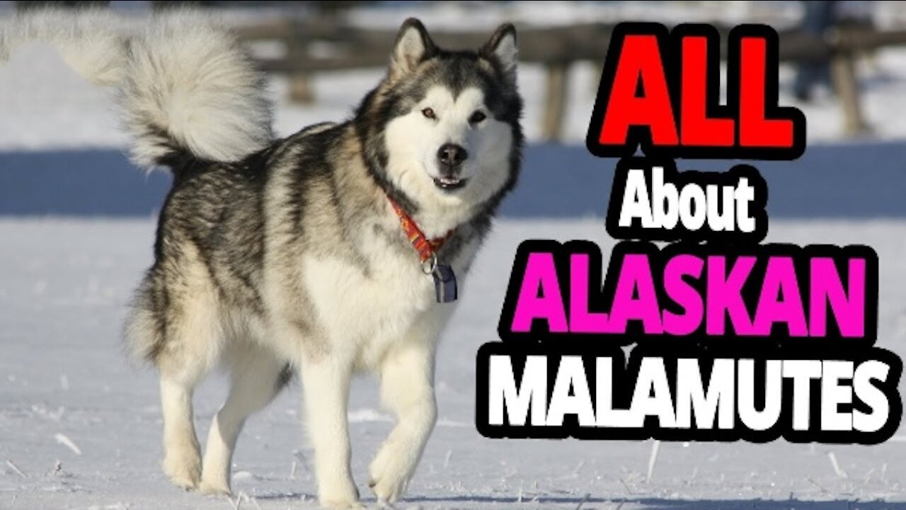 The Incredible Alaskan Malamute Dog – All About Alaskan Malamutes!