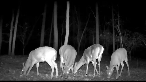 5 deer wander in view of the camera