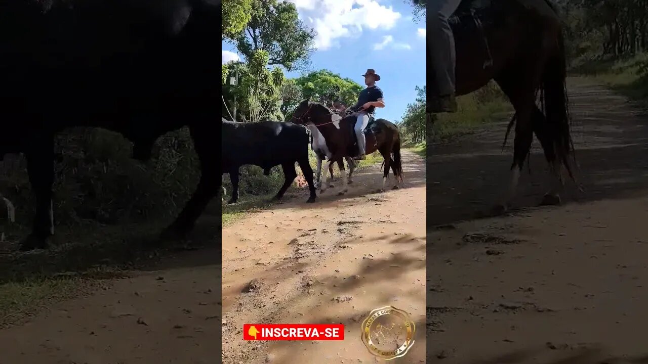 Vida de peão boiadeiro #shorts #roça #fazenda #sitio #agro #boiadeiro #sp #boi #cavalo #haras #vaca