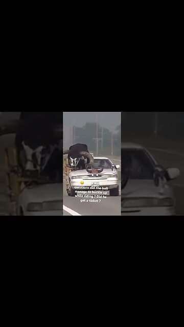 Bill Riding in Passenger Seat| Bull stayed in place ? Professional Bull Riding?