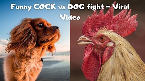 Fighting (dog vs chicken )