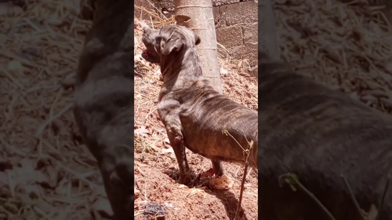 Oh My God What Is That?!? 😳😱🤯 #shorts