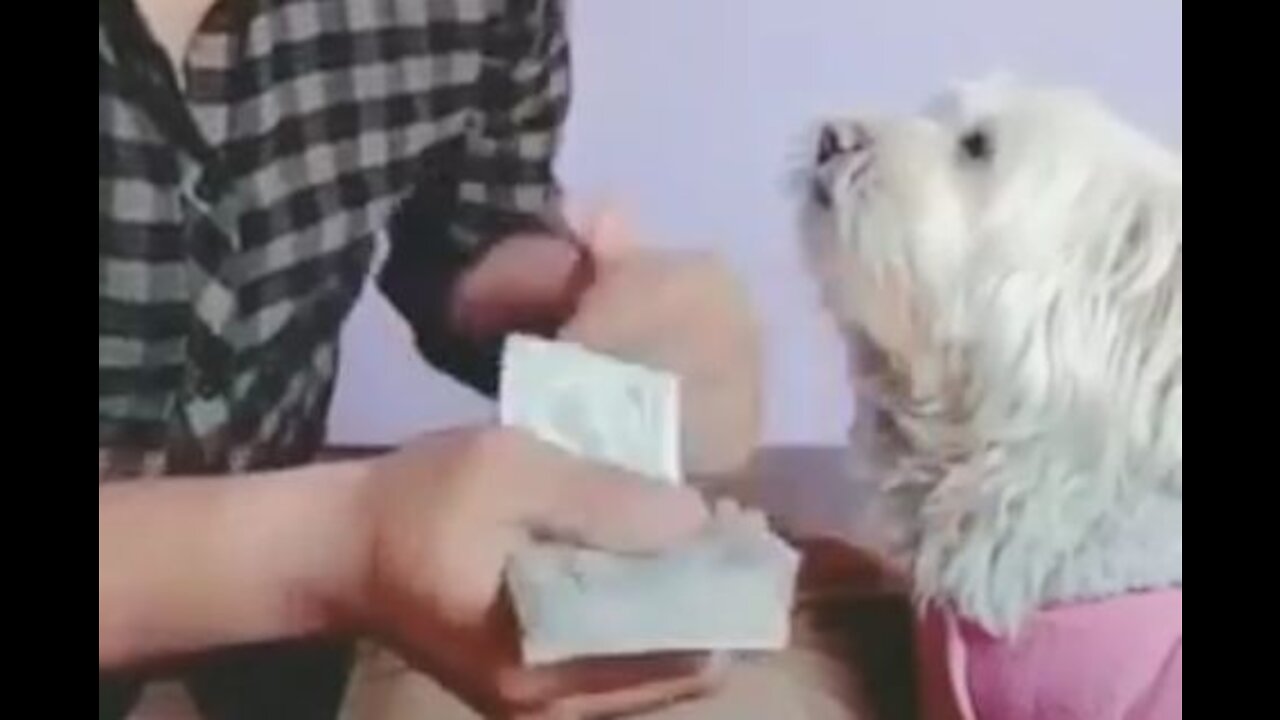 Dog helps his owner to count his money