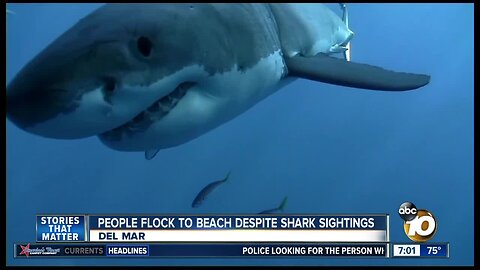 3 shark sightings in Del Mar in 3 days