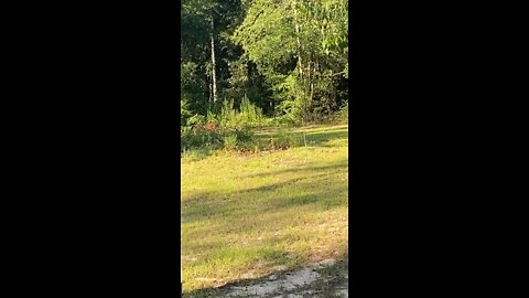 Backyard Deer Crossing