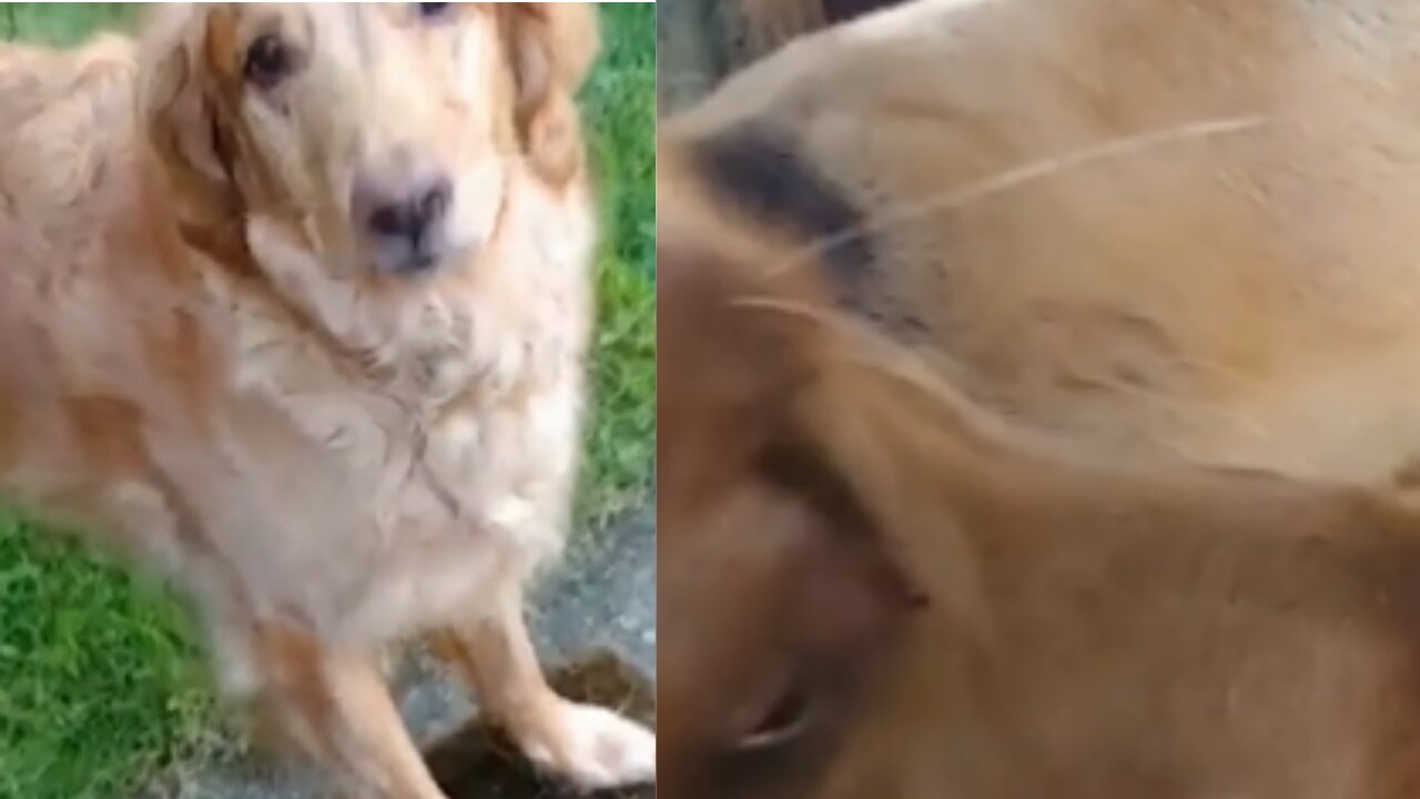 Funny dog wants to say hi to her friend