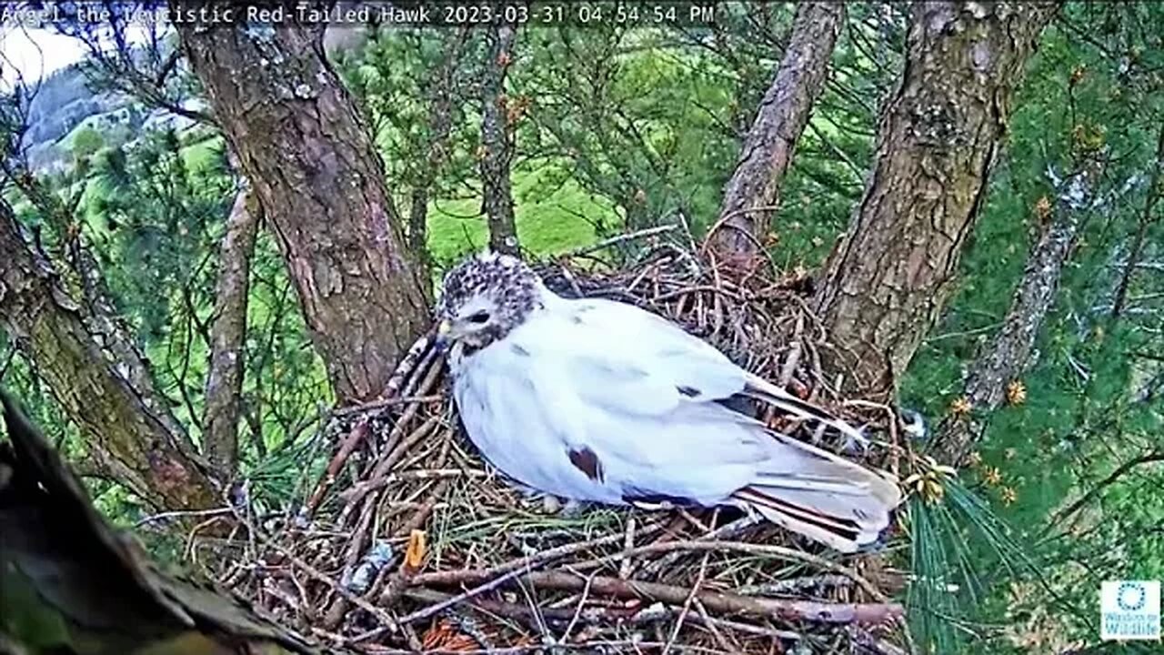 Angel Rolling Her Eggs 🥚🥚 03/31/23 04:53