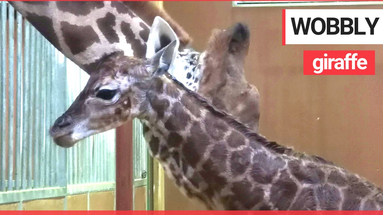 Cute video footage shows the days-old calf trying to get to his feet