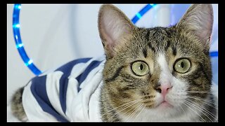 Cat Photography