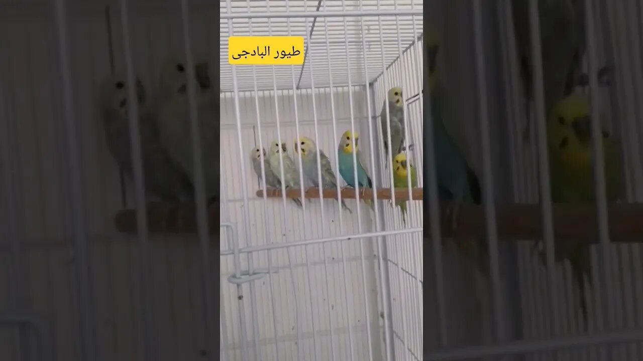 تربية طيور البادجى هوكو كيوت روعة مرحبا