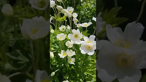 Favorite plants in our yard