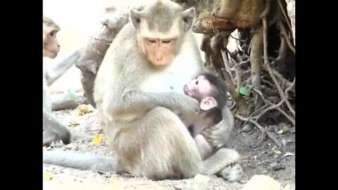 Young Mom Julina Training Her Baby Jasper Walking, But Janna Come #BBMonkeys