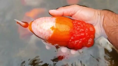 World most beautiful and best quality goldfish are in Thailand56 1