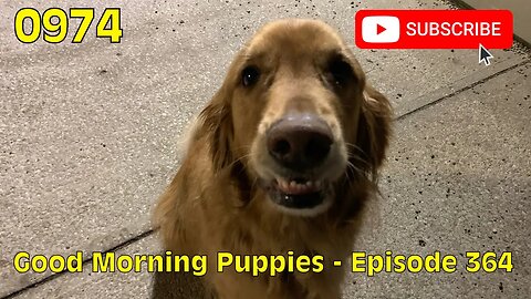 [0974] GOOD MORNING PUPPIES - EPISODE 364 [#dogs #doggos #doggos #puppies #dogdaycare]