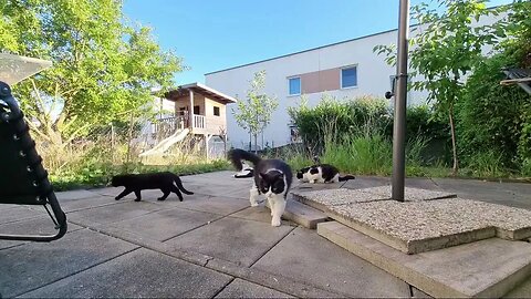 Highlight 2:34:02 – 2:39:02 von Silent Long LIVE for wh update in the garden @TravelGeorge #ghit