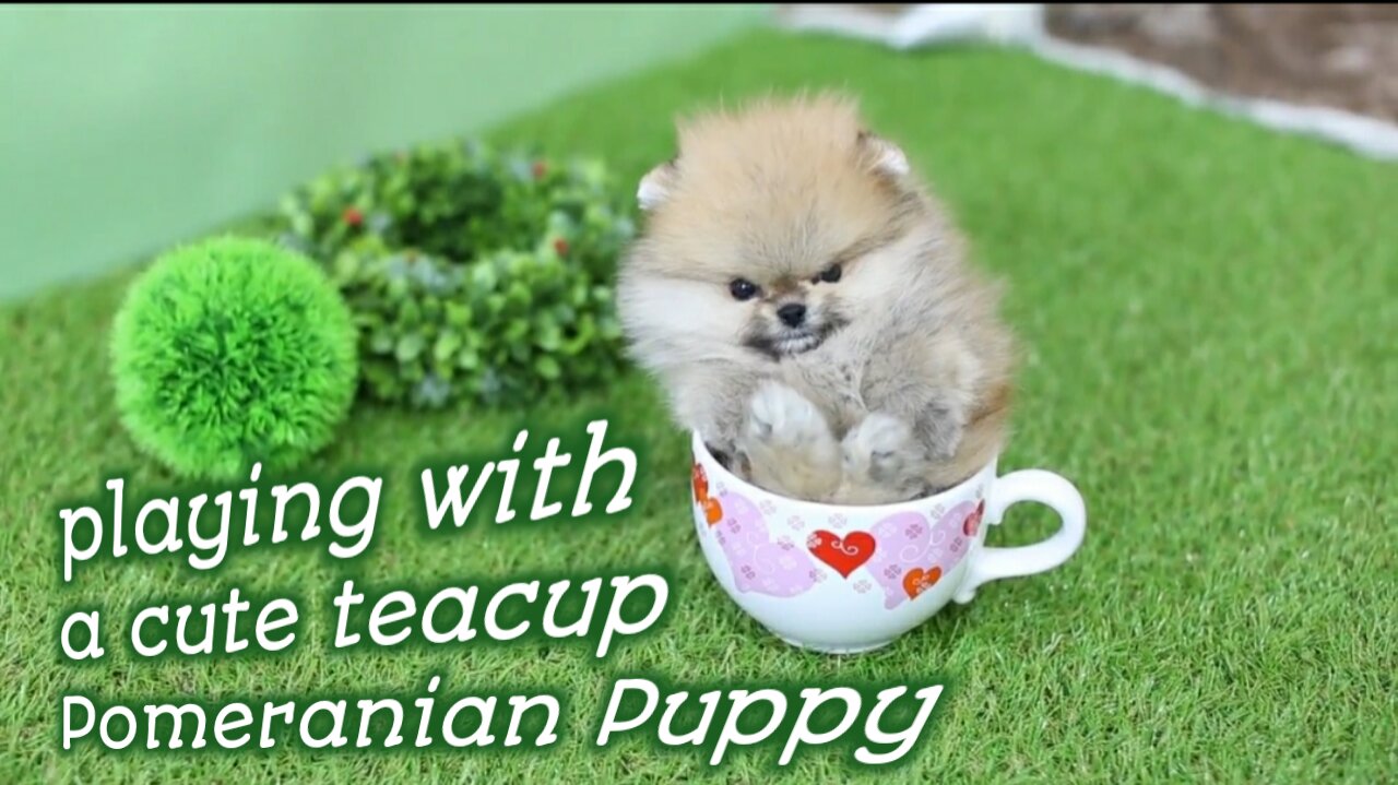 Playing with a cute teacup pomeranian puppy