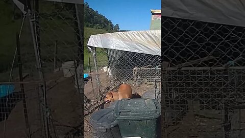 Farm cam. Dog checks for predators