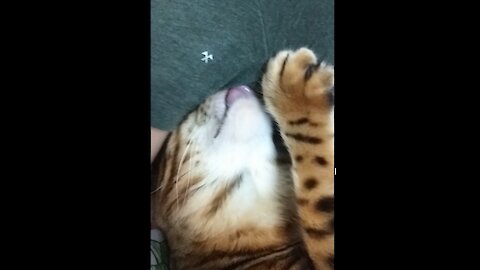 My cat licks my armpits and gets pleasure like a junkie