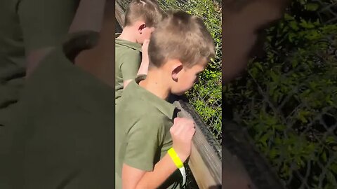 Aligators