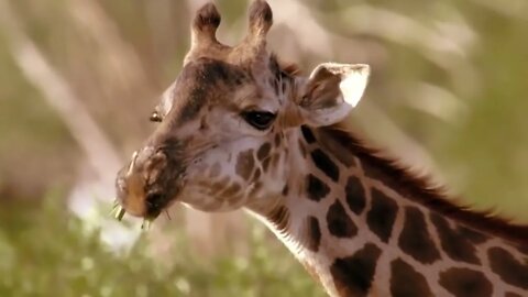 Mother Giraffe Kick Broken Lion Head Who Try To Eat Her Baby, Harsh Life of Wild Animals-7