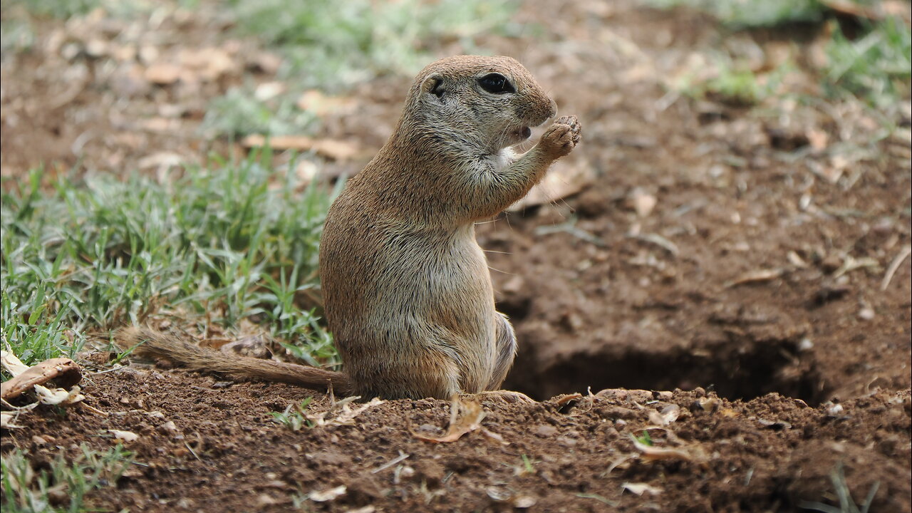 Ground Squirrel Snacks