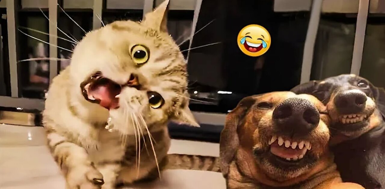 Funniest Animals 😄 New Funny Cats and Dogs Videos 😹🐶 - Ep.1