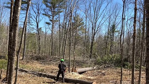 Timber, firewood season is over.......