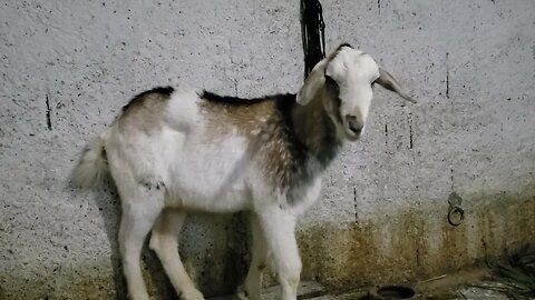 Cabrito Bodinho novo integrante da Chácara Ebenézer