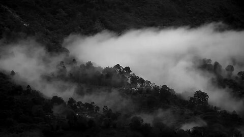 VÍDEO SEM DIREITOS AUTORAIS: FLORESTA SONBRIA, NEBRINA, FRIO, DARK