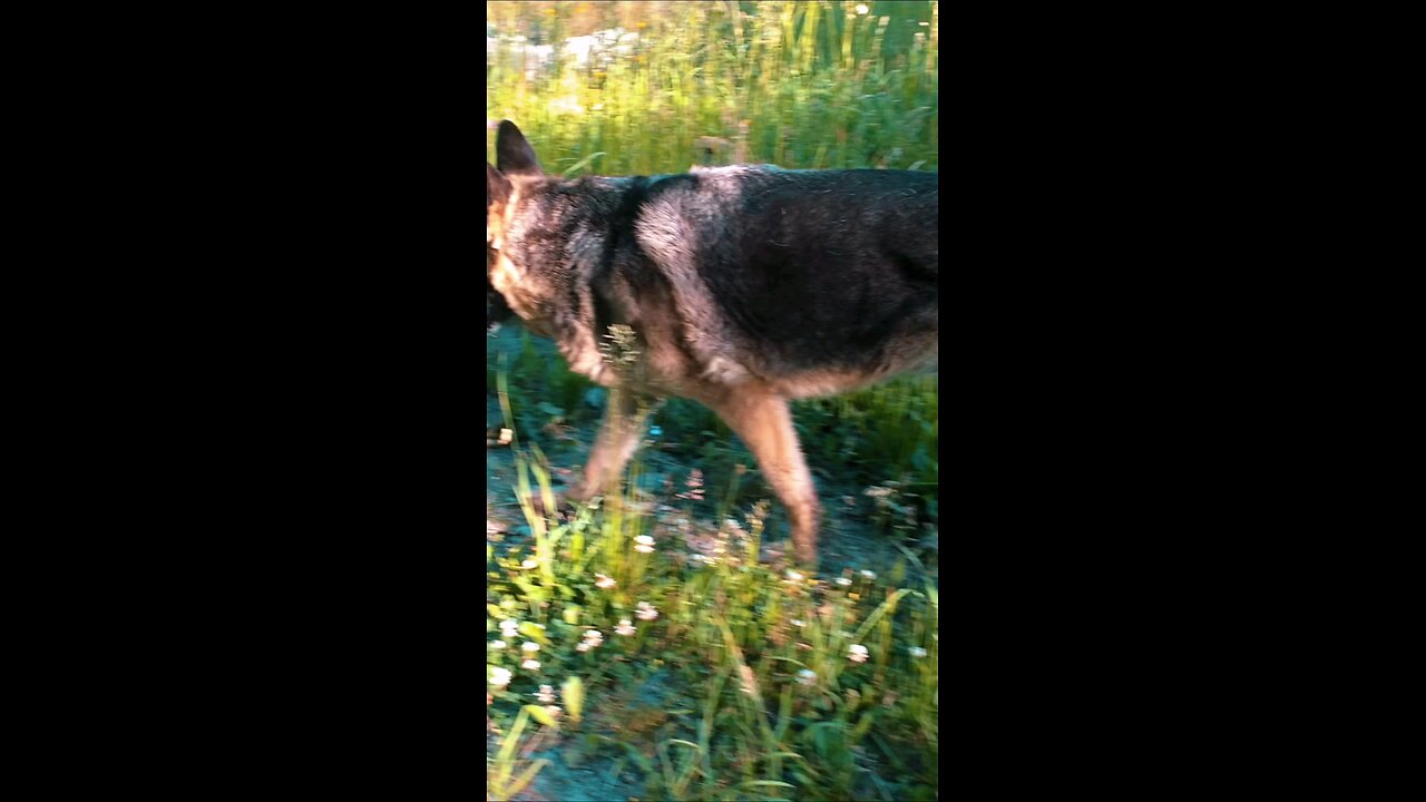 Fly The German Shepherd is a Super Hero